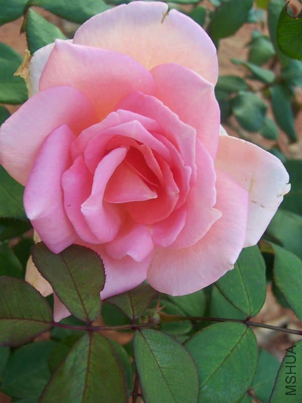 20100707 024.jpg