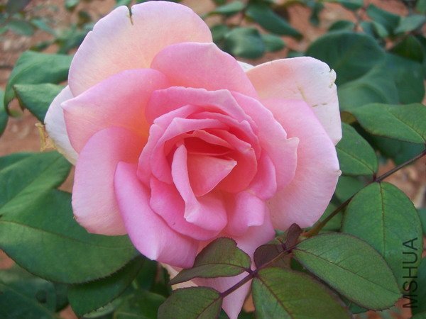 20100707 025.jpg