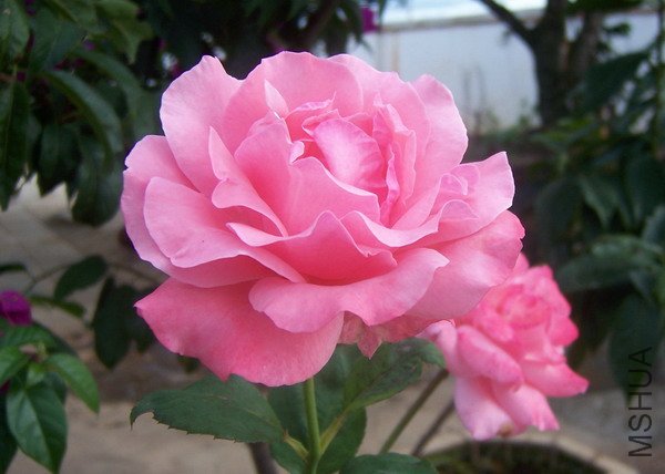 20100707 030.jpg