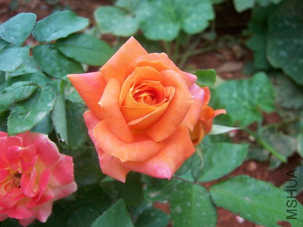 20100707 032.jpg