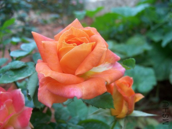 20100707 036.jpg
