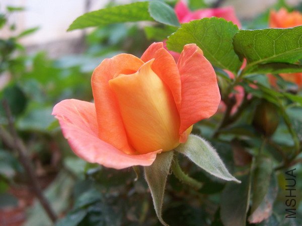 20100707 049.jpg