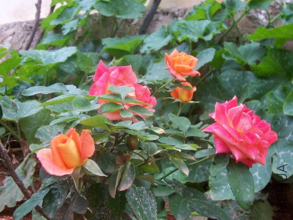 20100707 048.jpg