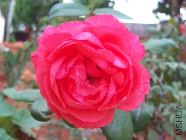 20100707 044.jpg