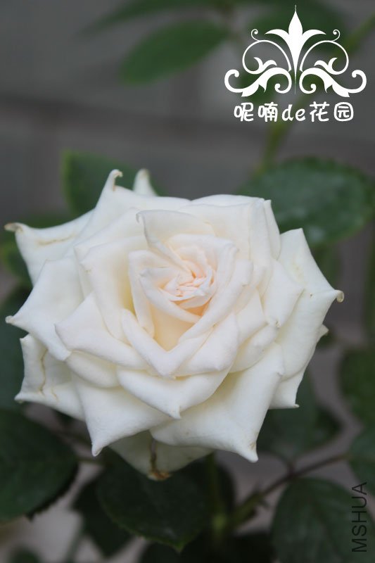 IMG_7766.jpg