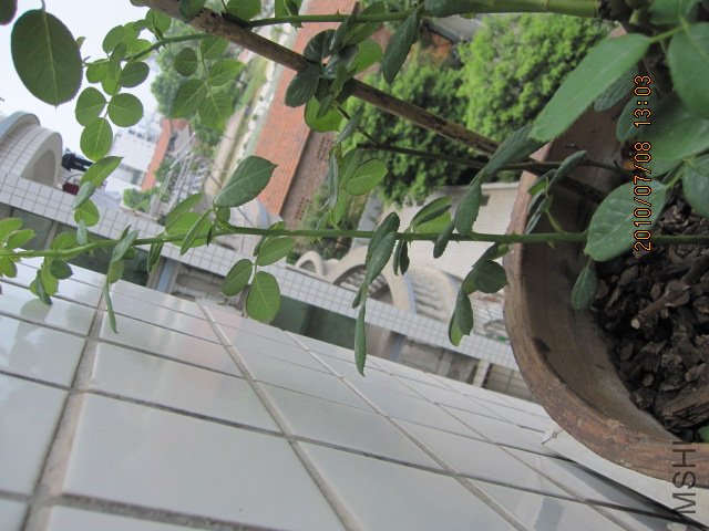 IMG_1529.JPG