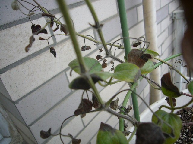 P1070199.JPG