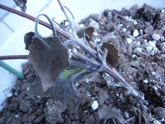 P1070221.JPG