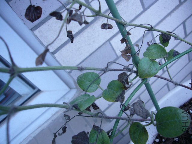 P1070216.JPG