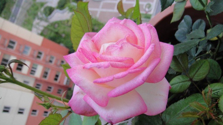 20100003.JPG