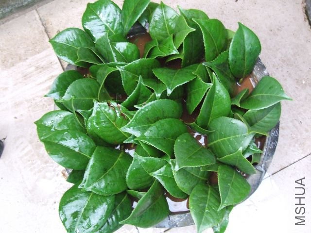 Ǥ������