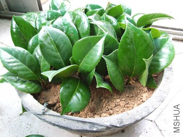 Ǥ������