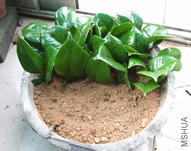 Ǥ������