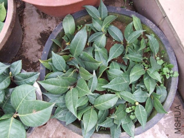 ȥ������ɻ�����