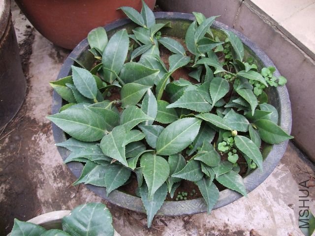 ȥ������ɻ�����