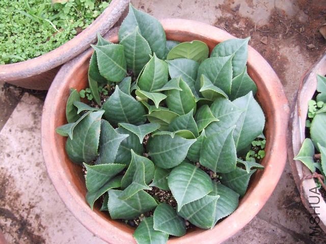 ȥ������ɻ�����