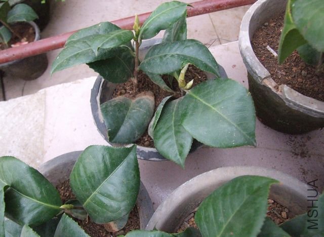 ������С����