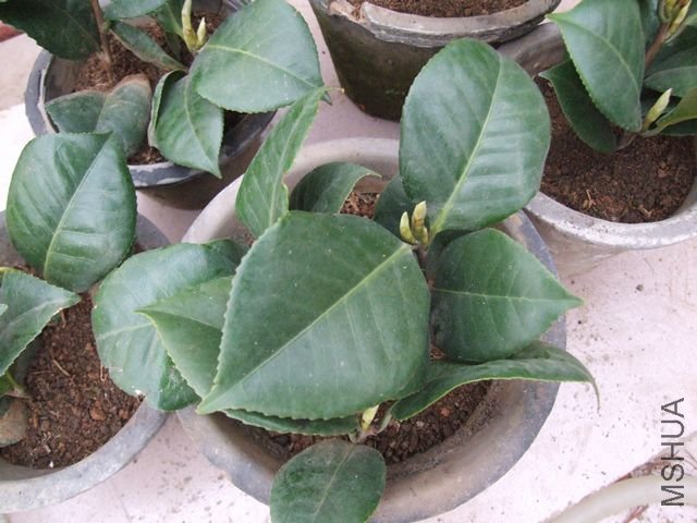 ������С����