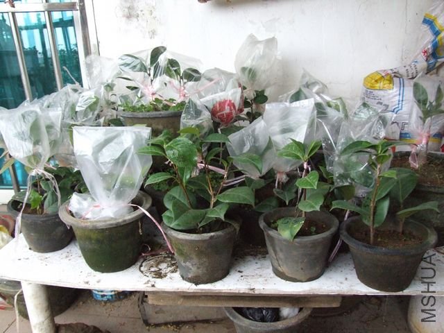 ���Է�֦�������֦�޽���ľ