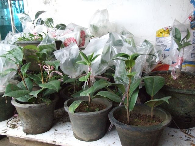 ���Է�֦�������֦�޽���ľ