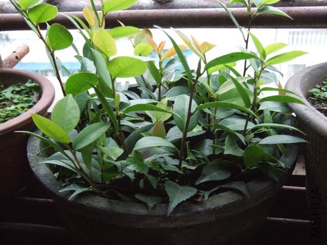 ����δ���跢ѿ״��