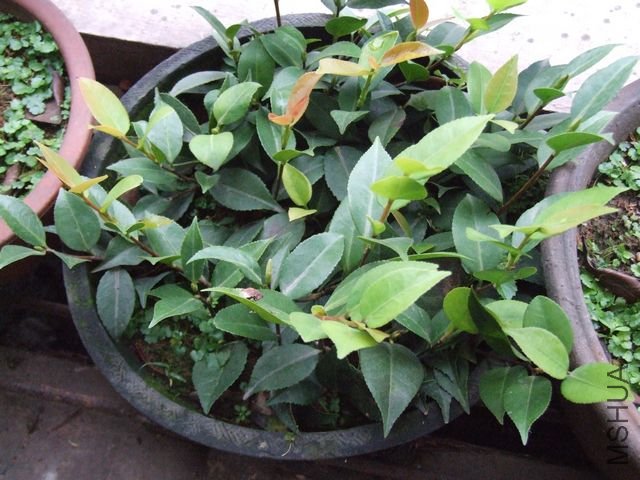 ����δ���跢ѿ״��