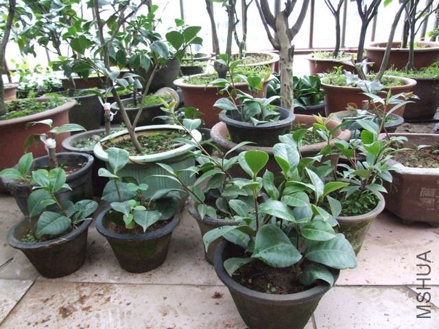 ���Է�֦�������֦�޽���ľ