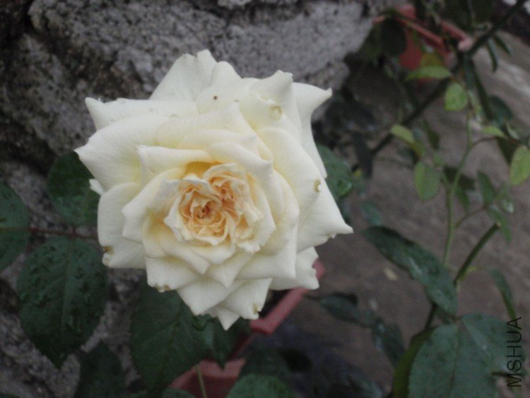 ����˹��