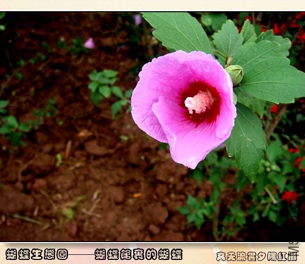 71a8117ab49894d20ad18792.jpg
