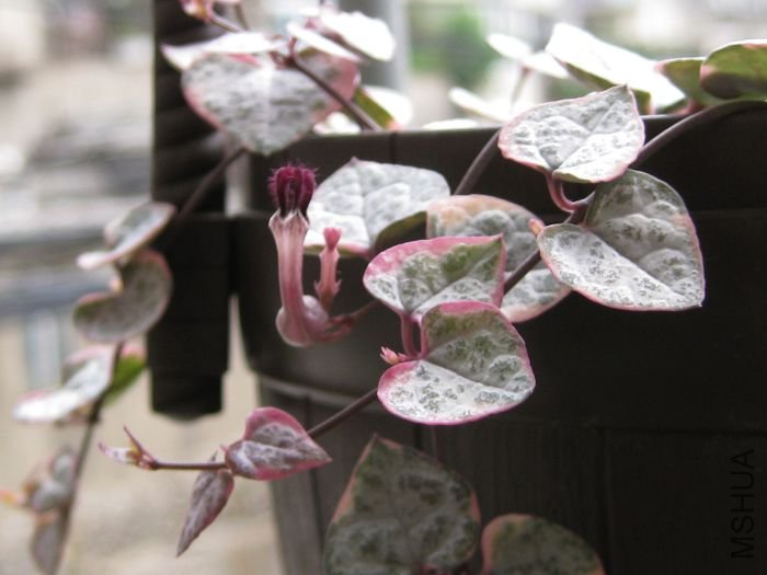 2010��7�� 019.jpg