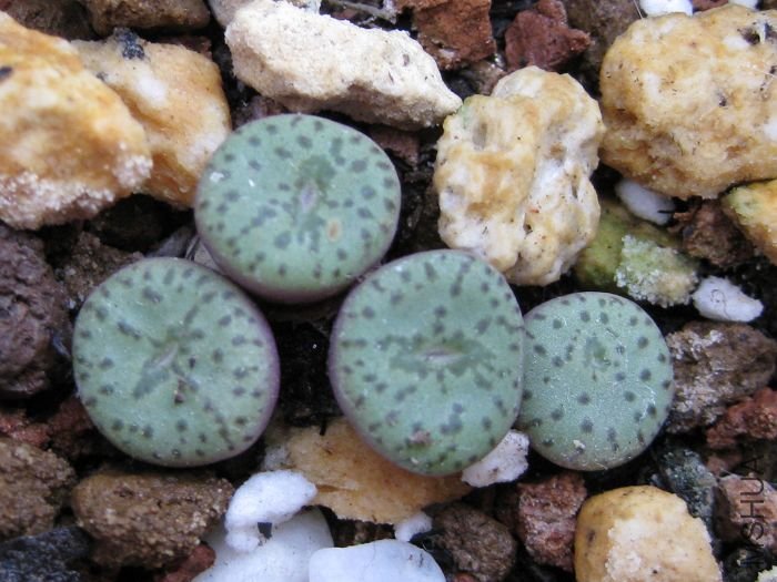 2010��7�� 058.jpg