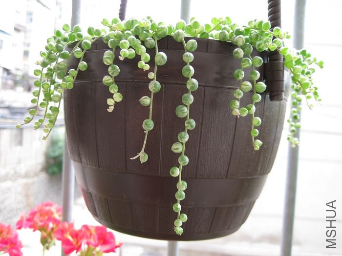 2010��7�� 020.jpg