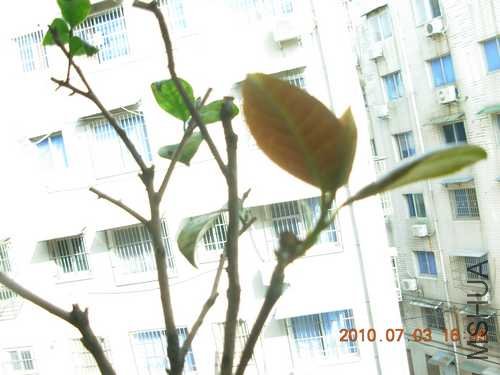 ��Ҷ����֦