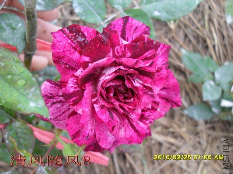 ��֬��11 (3).jpg