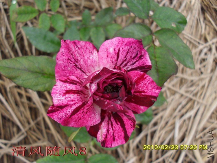 ��֬��11 (2).jpg