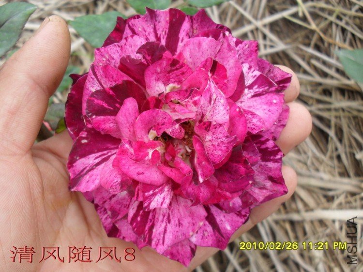 ��֬��11 (6).jpg