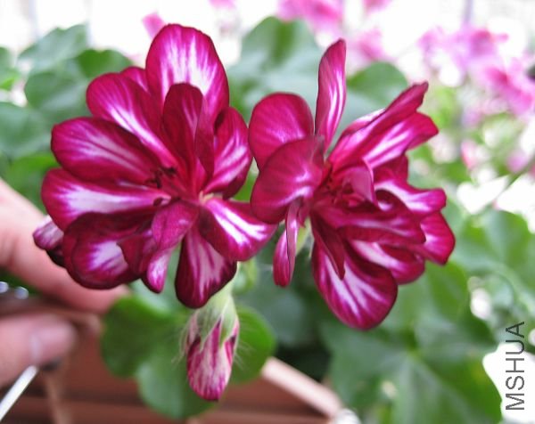 2010��7�� 069.jpg