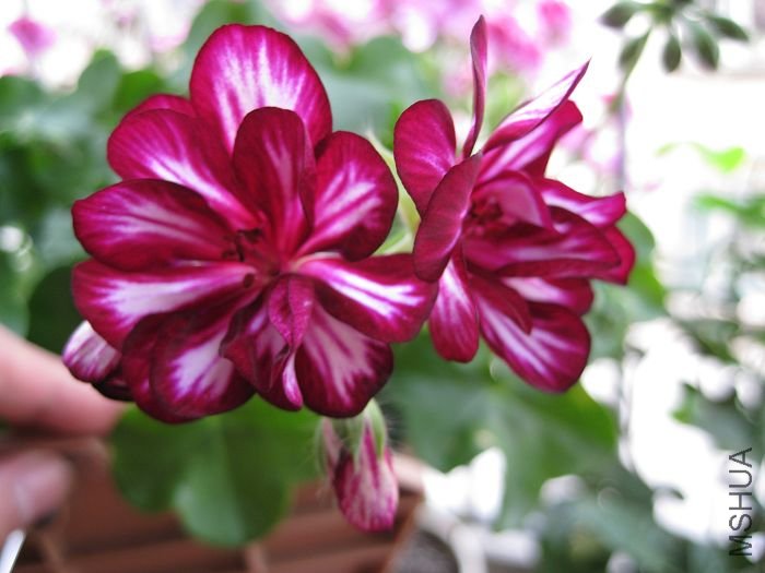 2010��7�� 068.jpg