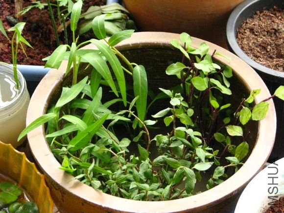 �������ˮ��ֲ