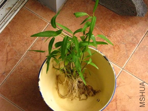 Խ�Ϻ�˿��Ĳ�