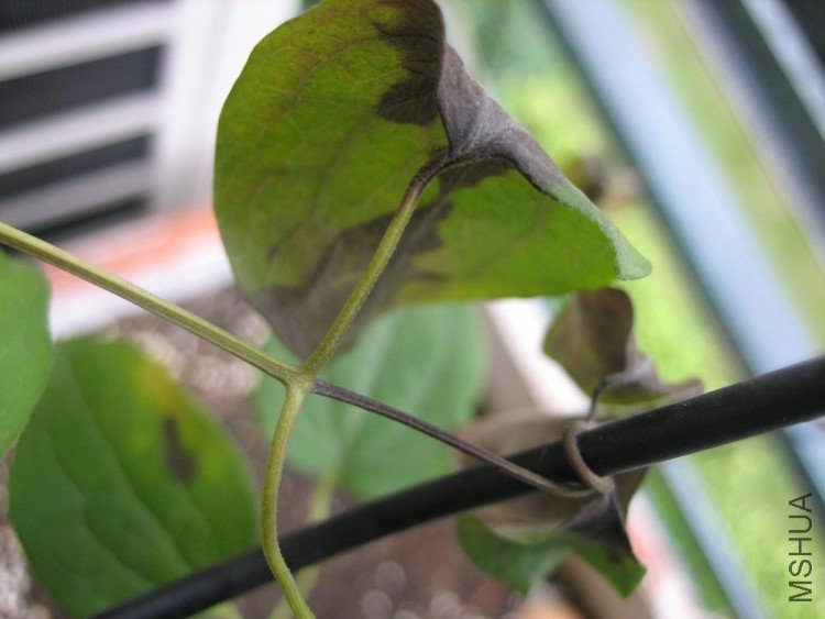 ���� 008.jpg