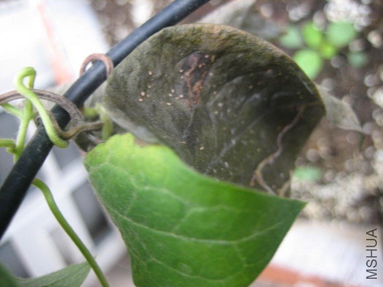 ���� 009.jpg