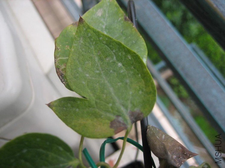 ���� 006.jpg