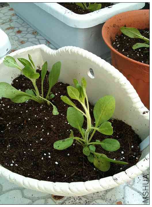 ���ÿ���ǣţ 001.jpg