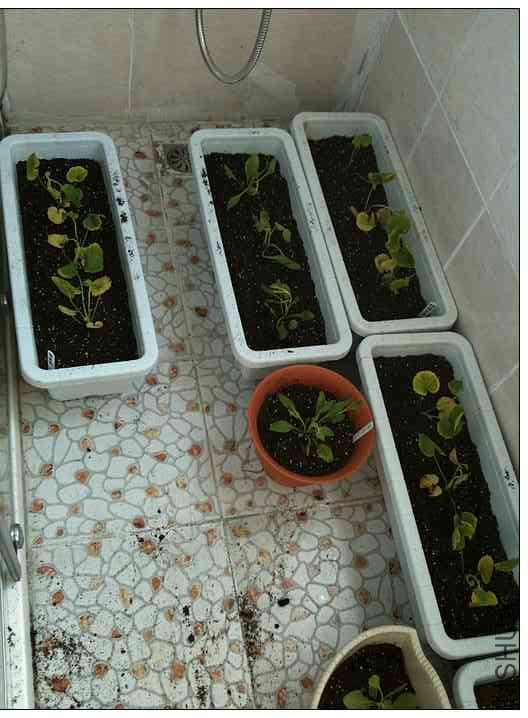 ���ÿ���ǣţ 006.jpg