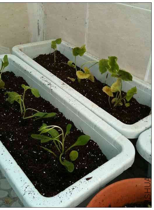 ���ÿ���ǣţ 004.jpg