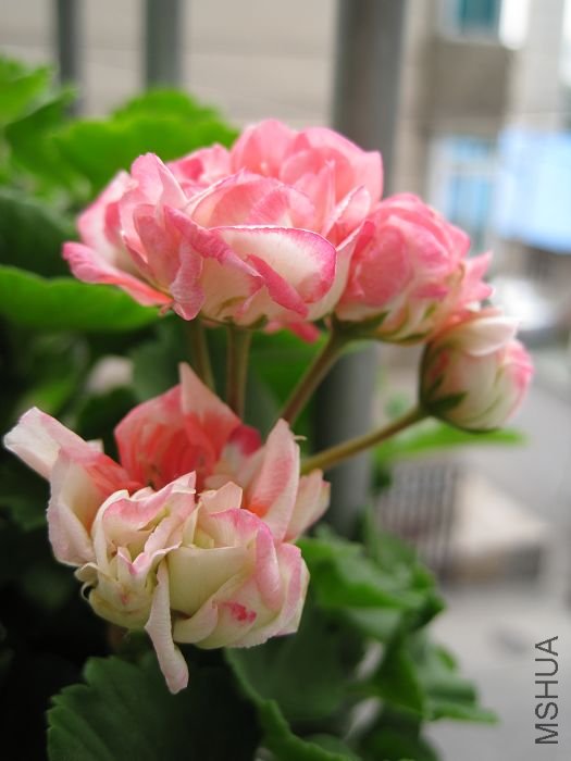 2010��7�� 067.jpg