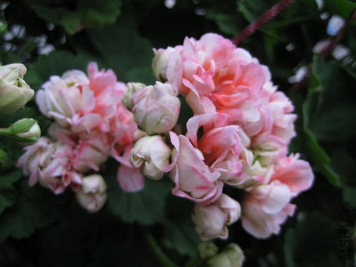 2010��7�� 083.jpg