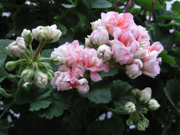 2010��7�� 084.jpg