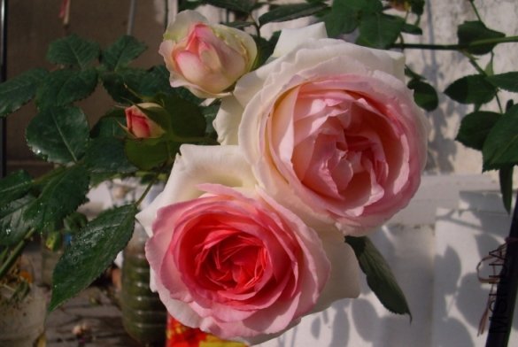 IMG_3606.JPG